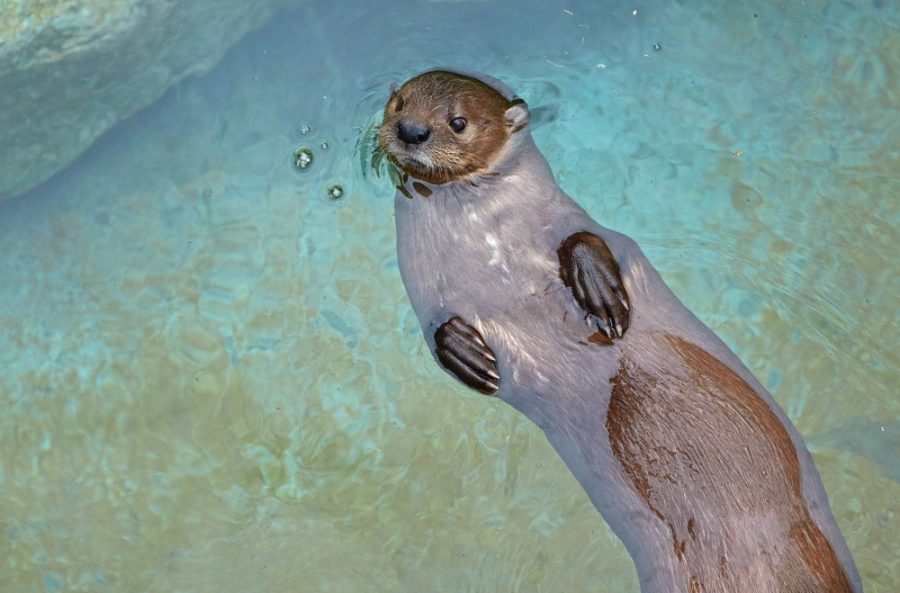 An otter swims in its enclosure at the Reid Park Zoo on Sept. 27. The zoos Vision 2028 plan incorporates a Discovery Trail to teach children about conservation and a new Africa Lodge where visitors can view hippos underwater.