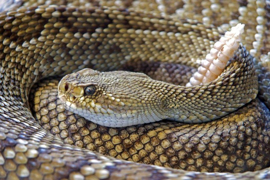 University+of+Arizona+researchers+are+working+on+creating+a+venom+inhibitor+for+snakebite.%26nbsp%3B