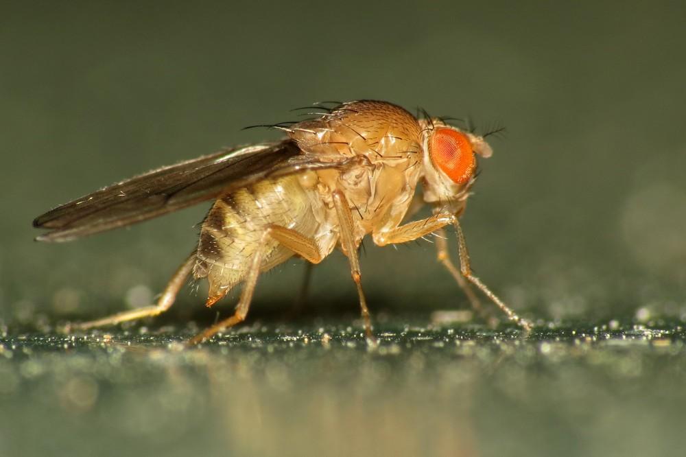 Fruit flies and human DNA: what insects can tell researchers – The ...