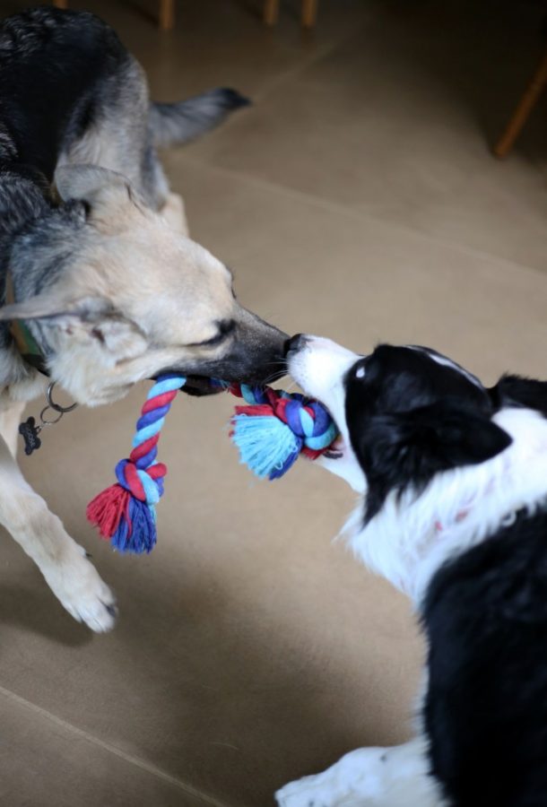 A German shepherd, left, plays aggressively with Border Collie, right. New research shows that the hormones vasopressin and oxytocin could be more responsible for aggression than testosterone and serotonin. 
