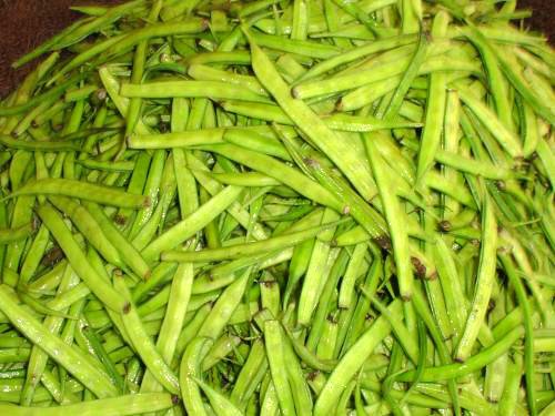 A cluster of beans from a guar plant. The beans can be used to make a variety of bioproducts.