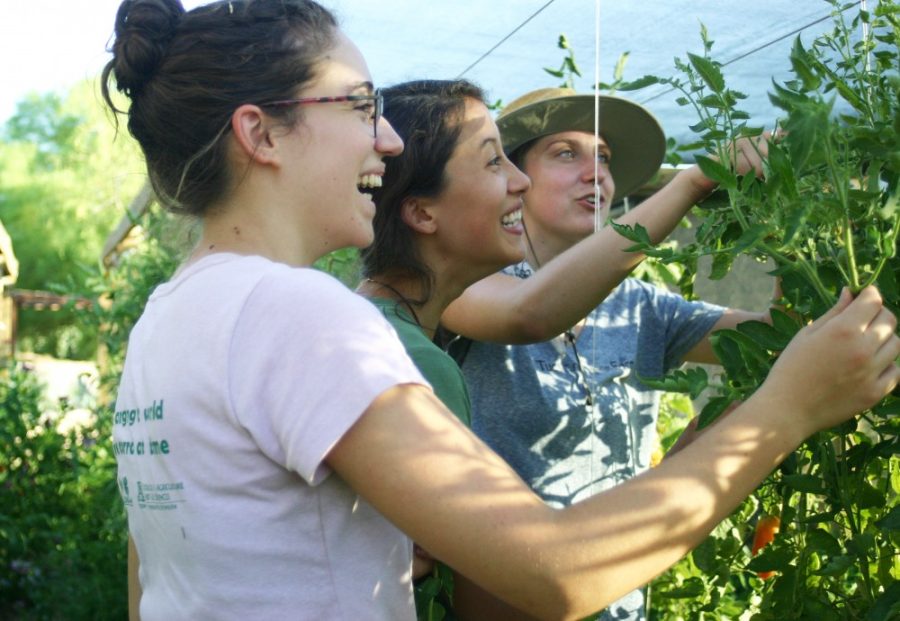 Externs at Tucson Village Farm who facilitated camps for youth and adults around the concept of sustainability, as a part of the Cooperative Extension’s ‘Externships in Sustainability’ Program funded by the Green Fund.