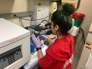 Hard at work in the lab, Megan Molina peers through the lens of the microscope in hopes of finding a better way to fight Graft Versus Host Disease.