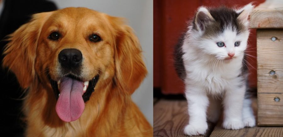 OPINION: Dogs vs. cats: which is better?