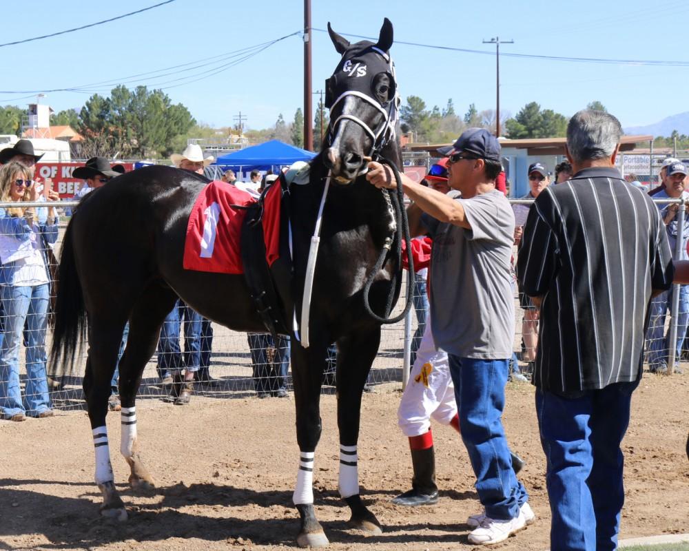 The first race of the day began with quarter horses such as this one. Rillito Racetrack is the birthplace of quarter horse racing and helped invent the photo finish. 