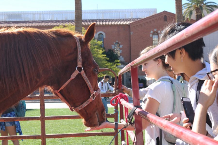 Students feed ex-racehorse, I R Awesome, on Feb. 8, 2018. Rillito Racetrack had a tent on the mall to promote its opening weekend (Feb. 10 and 11).