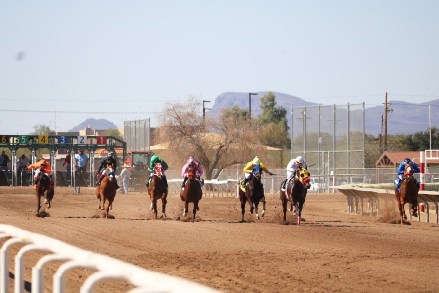 The race of the day at Rillito Racetrack on Feb. 11 in Tucson, Ariz. was much the same as the 100m dash in track and field. The race featured maidens, which are horses that have never won a race before. The horses run up to speeds of 50 miles per hour.