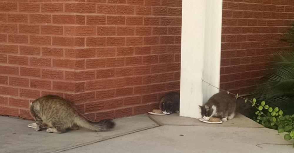  A group of "Wildcats" eating on the University of Arizona campus. The cats are cared for by the organization, Cat4Critters, which is a club on campus.  