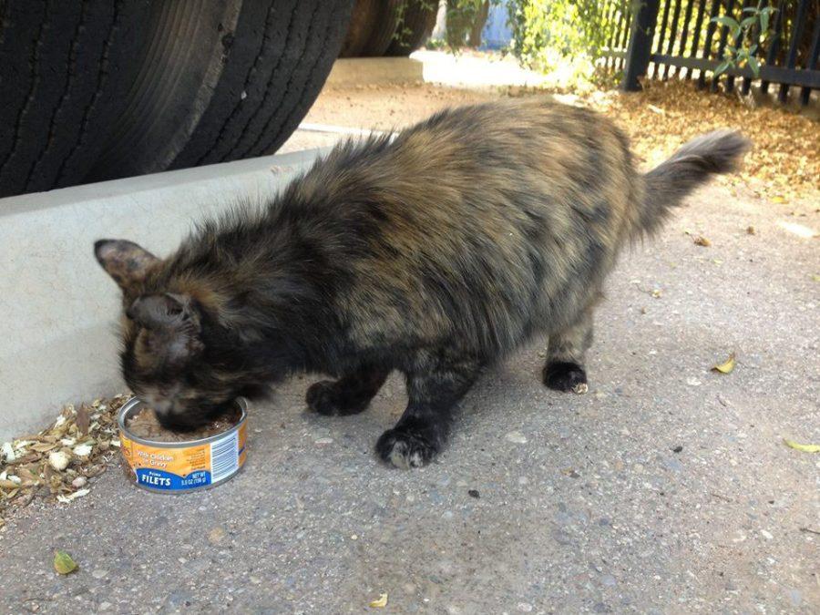  A Wildcats eats on the University of Arizona campus. The cats are cared for by the organization, Cat4Critters, which is a club on campus. 