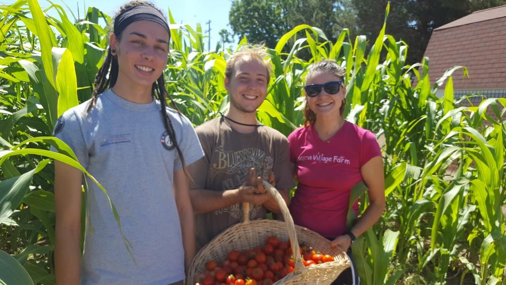 Young adults participating in a harvest at Tucson Village Farm.
