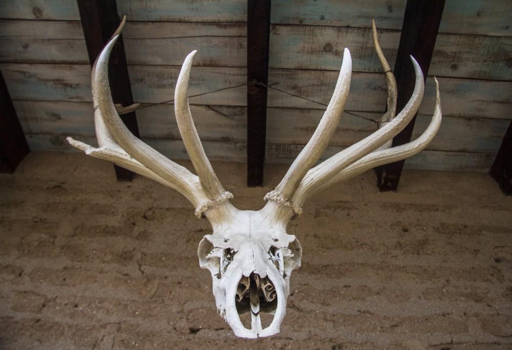 A elk skull is seen hanging up at the DeGrazia Gallery. 