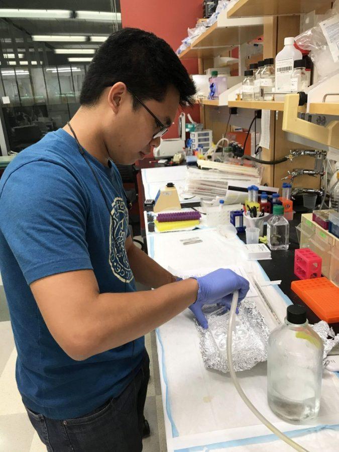 Andrew Alamban, a junior at the University of Arizona who studies molecular and cellular biology, does research in Janis Burts research lab. Burts research examines how cells communicate with each other. 