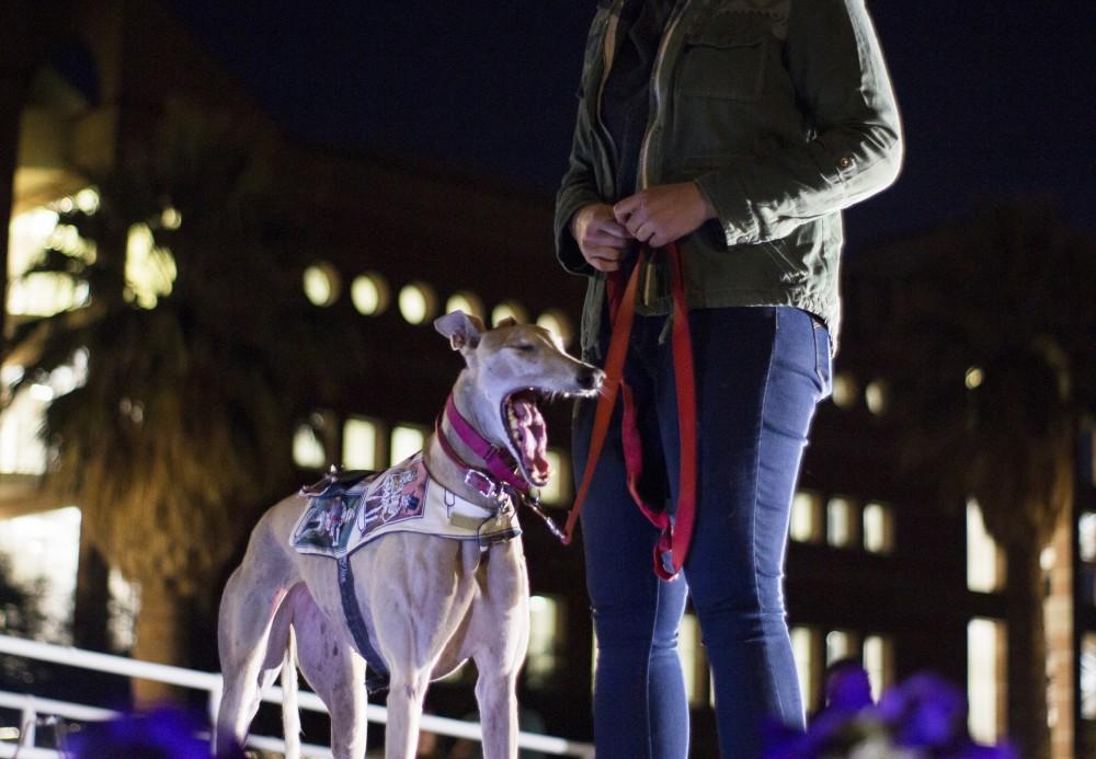 Velveeta the greyhound enters the runway with a sleep yawn, wearing an intricate cape designed by UA Fashion Minor students. The Dog N' Denim Fashion show was held on November 27th with proceeds going to the Humane Society of Southern Arizona