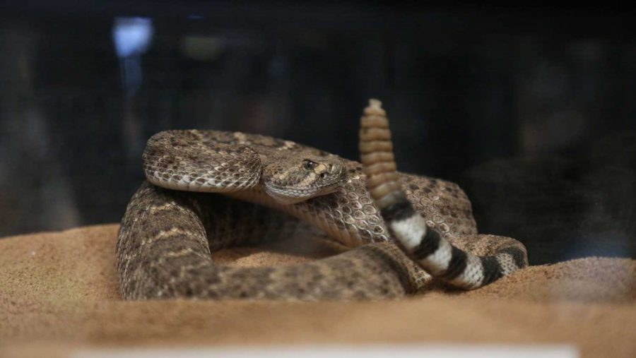 A Western Diamondback Rattlesnake. This species is the most common rattlesnake found in Tucson.