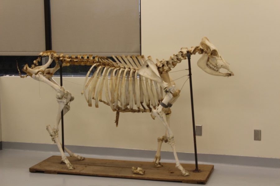 A bone figure shape of an animal is placed for show in one of the vet rooms.