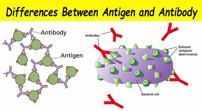 Antibodies recognize antigens via their epitopes.

Source: Microbiology Info.