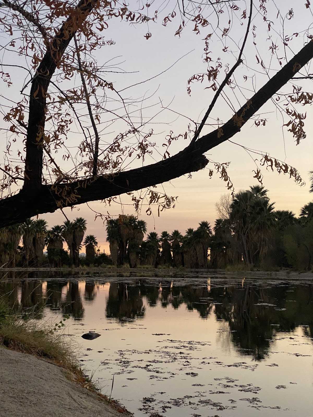  Agua Caliente Park on Oct. 22, 2020, at sunset in Tucson, Ariz. 