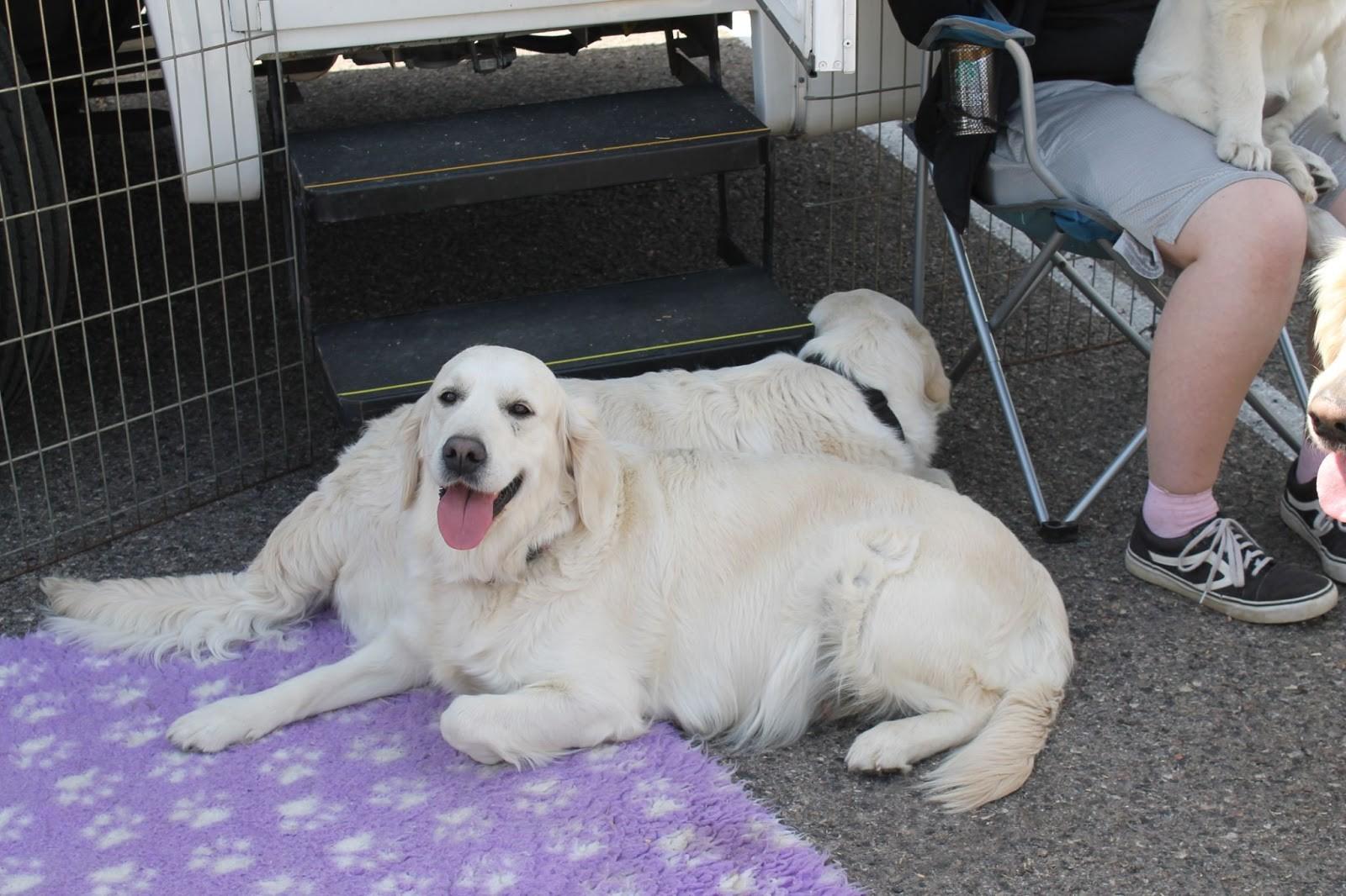 Two of Naddy Cato’s golden retrievers cool off from the hot spring sun. (Courtesy Allison Fagan) 
