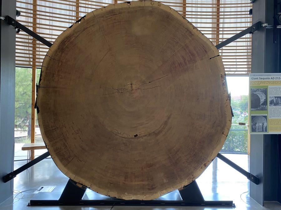 A sequoia sample in the lobby of the Bannister Building, home of the Laboratory of Tree-Ring Research, on Friday, Sept. 10.
 