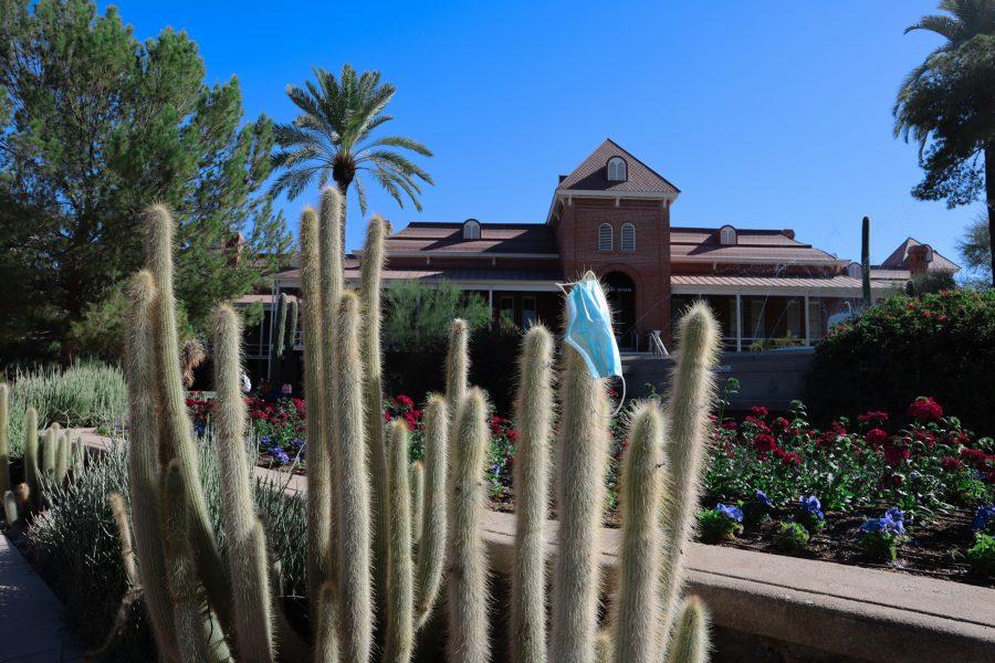 A used mask on a cactus in front of Old Main. University Recreation Centers have used over 42,000 masks since the beginning of the semester.