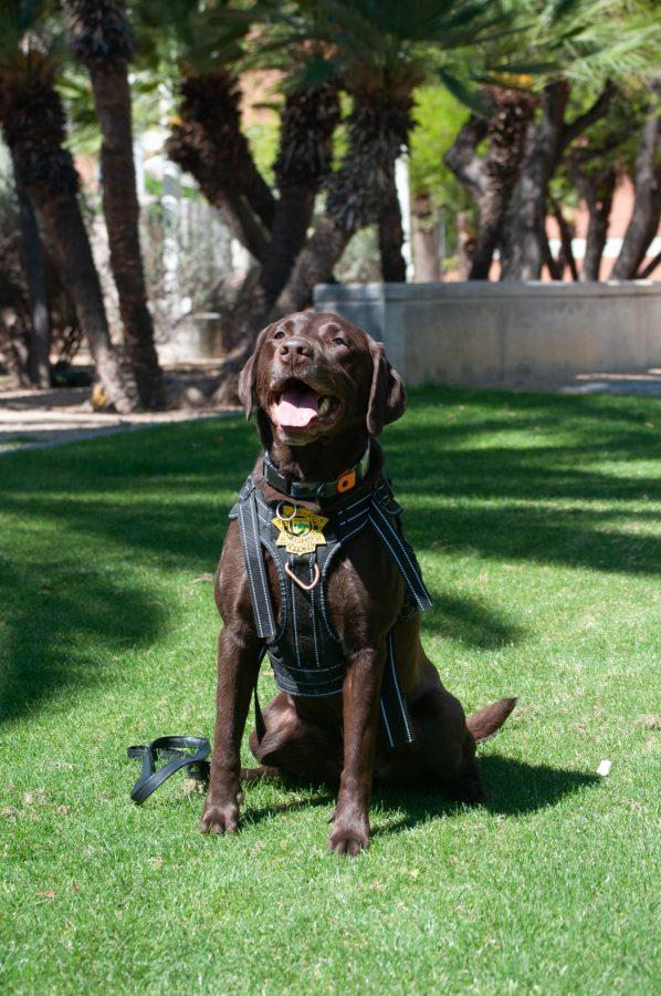 Skip from the University of Arizona Police Department K-9 unit sits on the grass in front of the Hall of Champions on April 13.