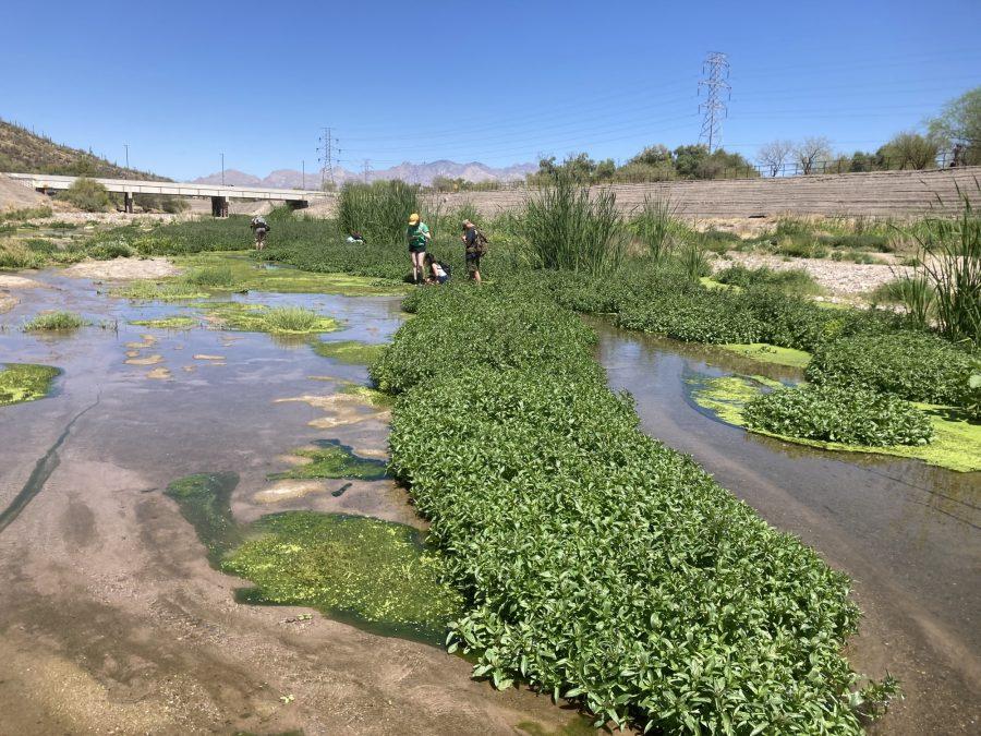 The Santa Cruz River Heritage project, which is releasing highly treated wastewater into the river to bring back the river and the riparian ecosystem around it. (Courtesy of Michael Bogan)