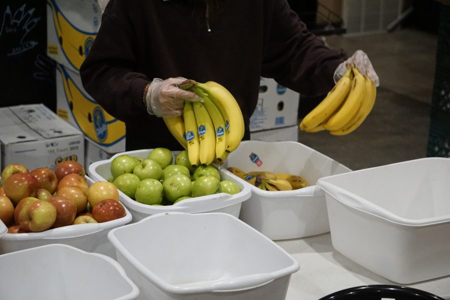 A Campus Pantry volunteer organizes fruit into different baskets in the Sonora Room on the first floor of the Student Union Memorial Center on Friday, Feb. 24. The goal of the pantry is to reduce food insecurity in the University of Arizona community by offering free food staples to students and staff.