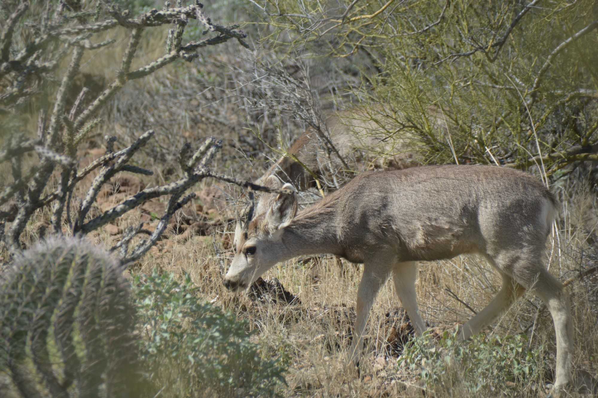 A deer on the Tumamoc Hill trail on Feb. 25. Hikers can enjoy various wildlife along their walk. (Photo by Ileana Hubert, El Inde Arizona)