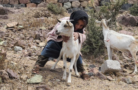 Children hold their goats in Yemen on March 8, 2023. With the war and the deteriorating economic situation, many people resort to ranching, which creates a dynamic of self-sufficiency and coexistence.