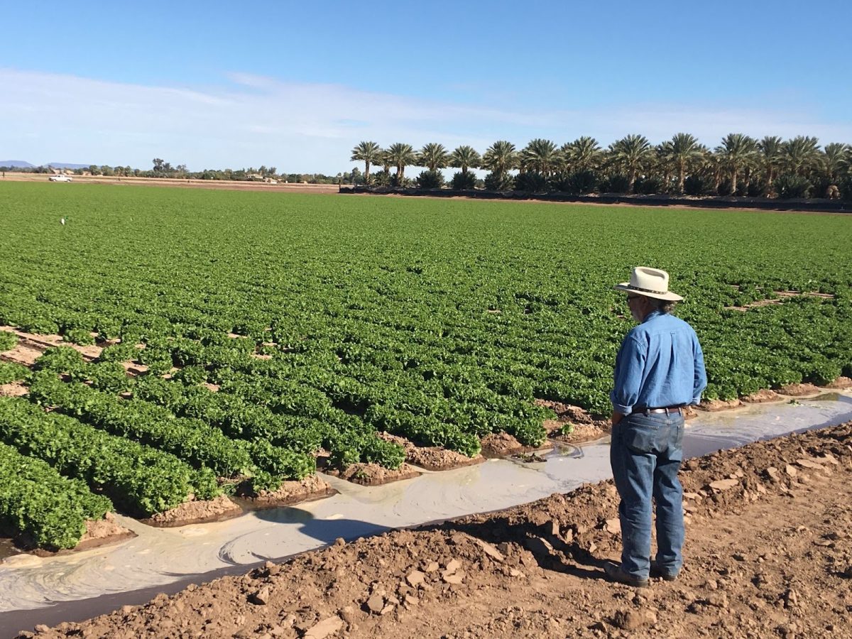 Charles Sanchez, a co-principal investigator on the study, overlooks an irrigated field in Yuma, Arizona, on Dec. 12, 2019. Yuma ranks third for vegetable production in the nation and is also known as the Winter Lettuce capital. (Courtesy Yuma Center of Excellence for Desert Agriculture)