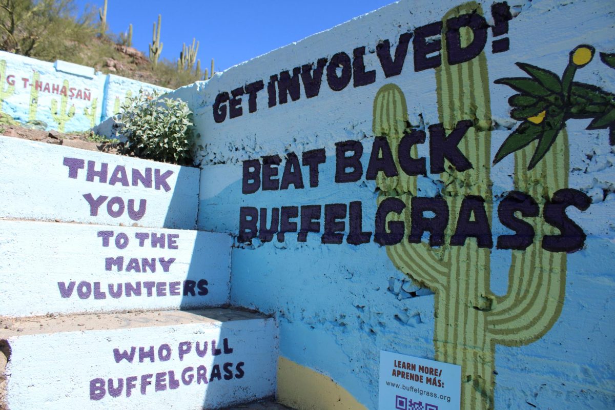 The Arizona-Sonora Desert Museum reveals their new buffelgrass mural on March 9 at Sentinel Peak Park. The mural on “A” Mountain celebrates Save Our Saguaros month, which is February for Tucsonans.