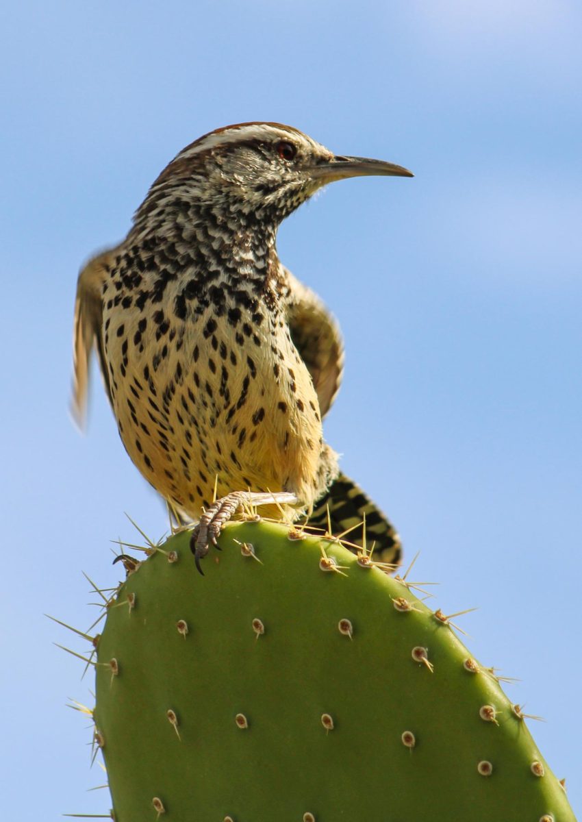 A cactus wren perches on a cactus at the Arizona-Sonora Desert Museum on Feb. 24. These birds are well-adapted to the desert and build their nests in saguaro and cholla cacti.
