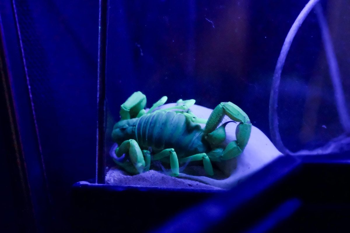 Under a blacklight, a bark scorpion sits in his enclosure during the Arizona Insect Festival on Oct. 7. These scorpions are indigenous to the Sonoran Desert.