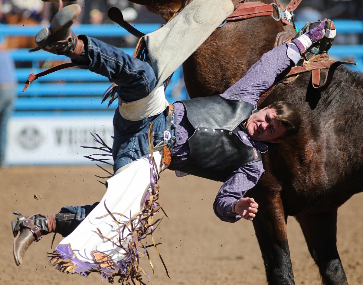 Taylon Carmody gets hung up in his rigging after riding Cliffhanger at the Tucson Rodeo on Feb 23.  "Rigging" is the handle the cowboy holds onto while riding and is meant to be undone with two hands after the ride but can get stuck.